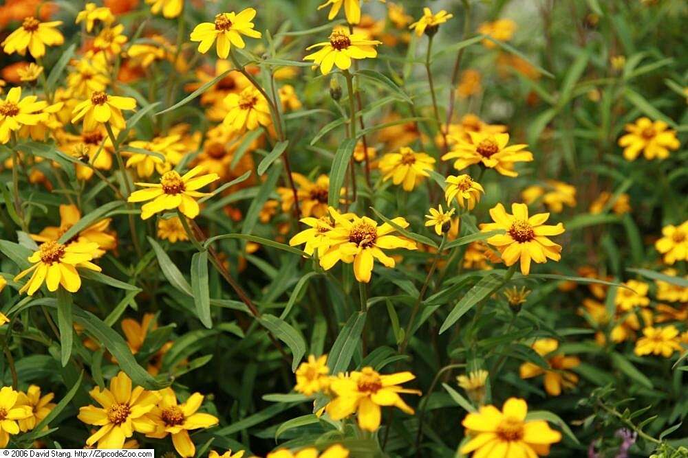 Image of narrowleaf zinnia