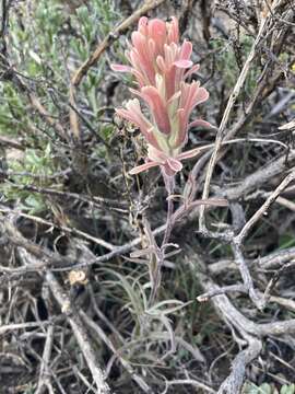 Image of Salmon Creek Indian paintbrush