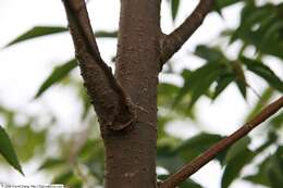 Image of Japanese Zelkova