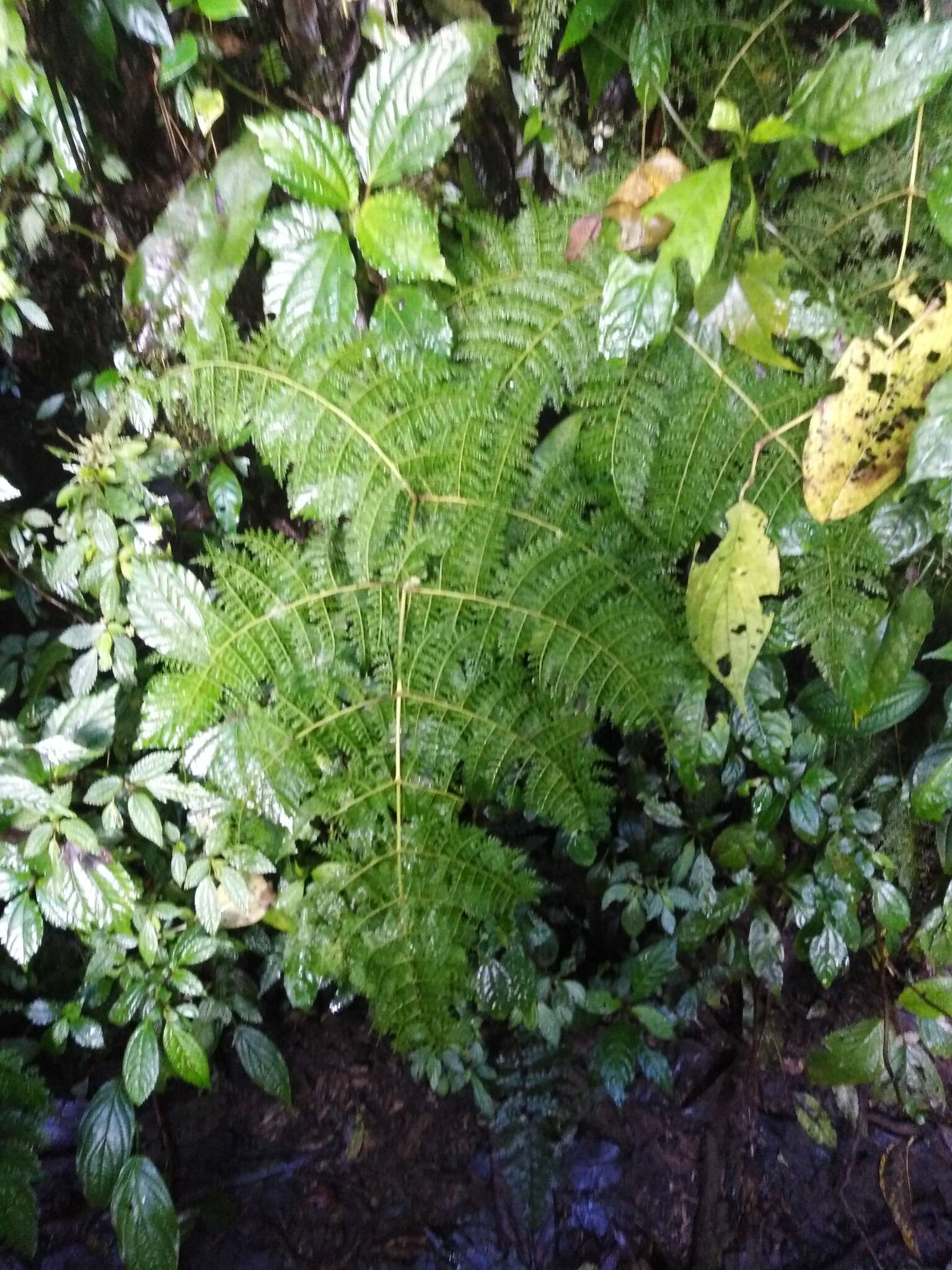 Image de Athyrium ferulaceum (T. Moore ex Hook.) H. Christ