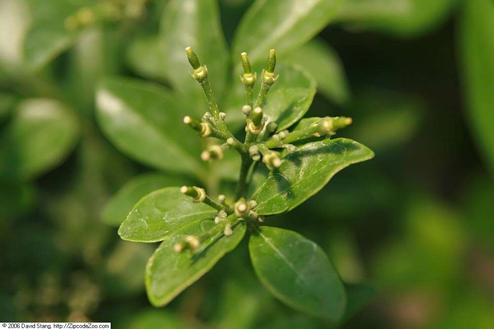 Image of orange jasmine