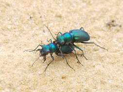 Image of Autumn Tiger Beetle