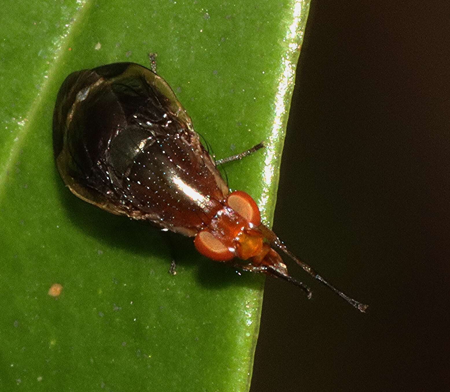 Слика од Depressa striatipennis Malloch 1927