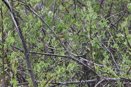 Image of White-browed Bush Robin