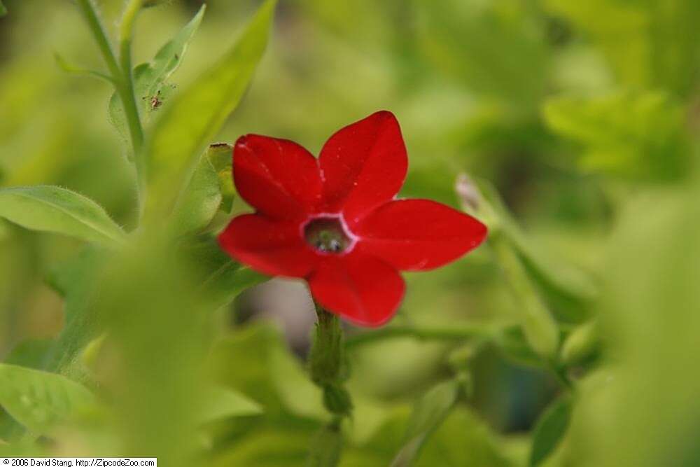 Image of Nicotiana sanderae