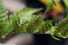 Image de Dryopteris erythrosora (D. C. Eat.) O. Kuntze