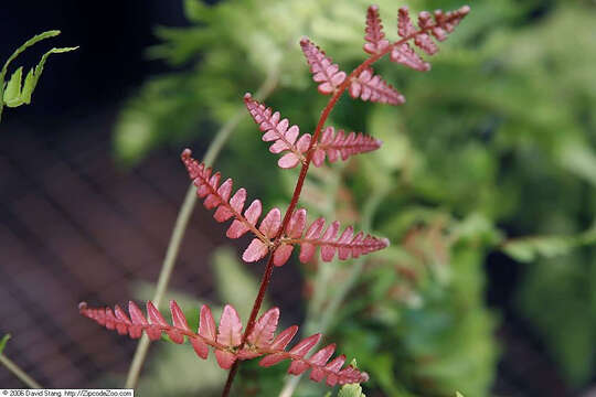 Image of Autumn fern