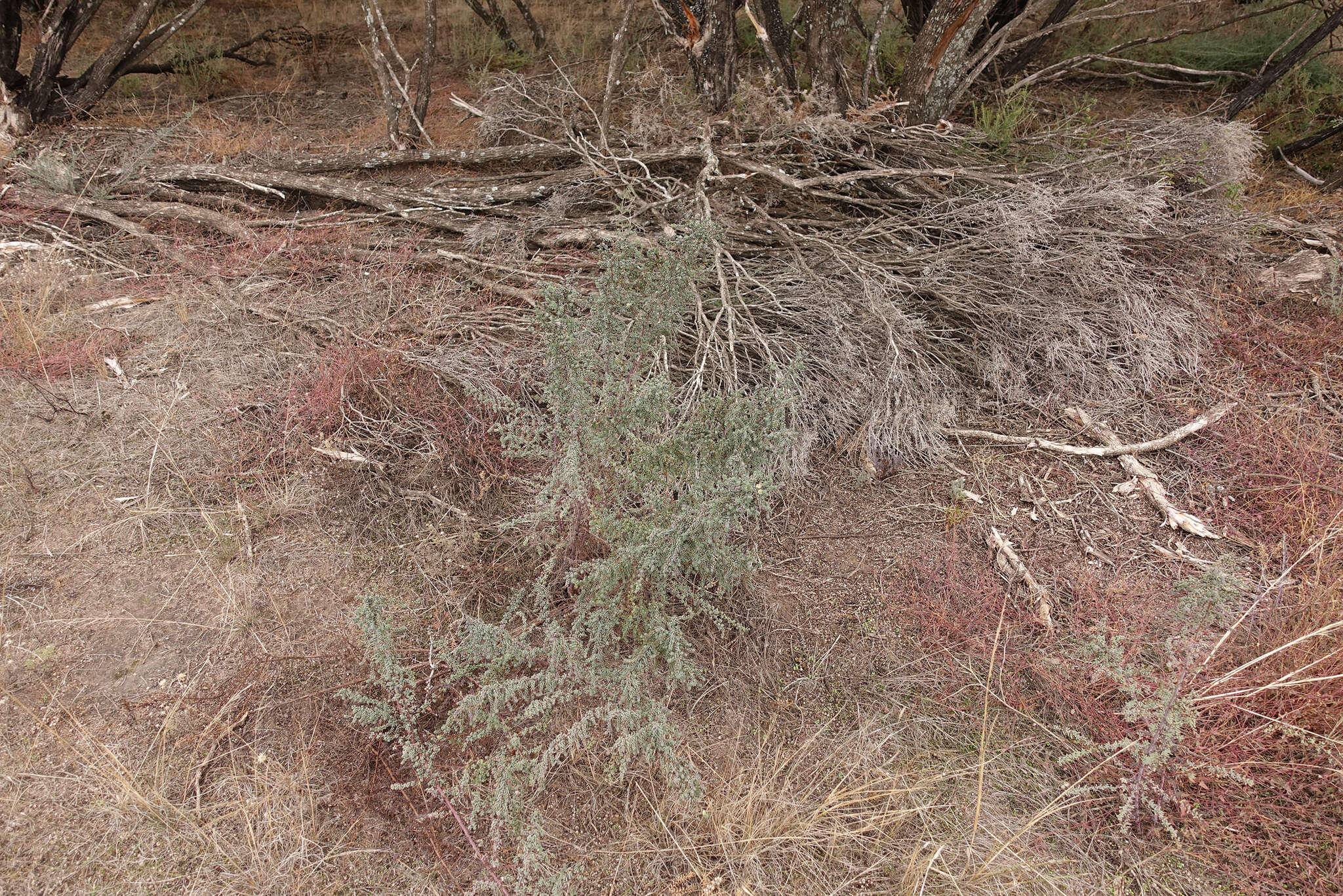 صورة Maireana brevifolia (R. Br.) P. G. Wilson