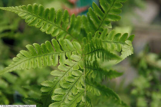 Image of Autumn fern