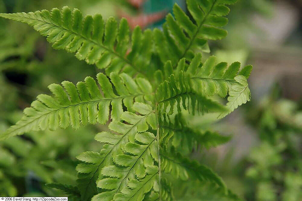 Image de Dryopteris erythrosora (D. C. Eat.) O. Kuntze