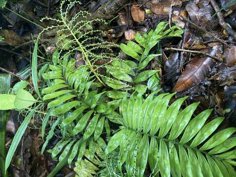 Imagem de Chamaedorea stenocarpa Standl. & Steyerm.