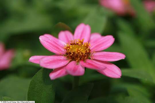 Image of narrowleaf zinnia