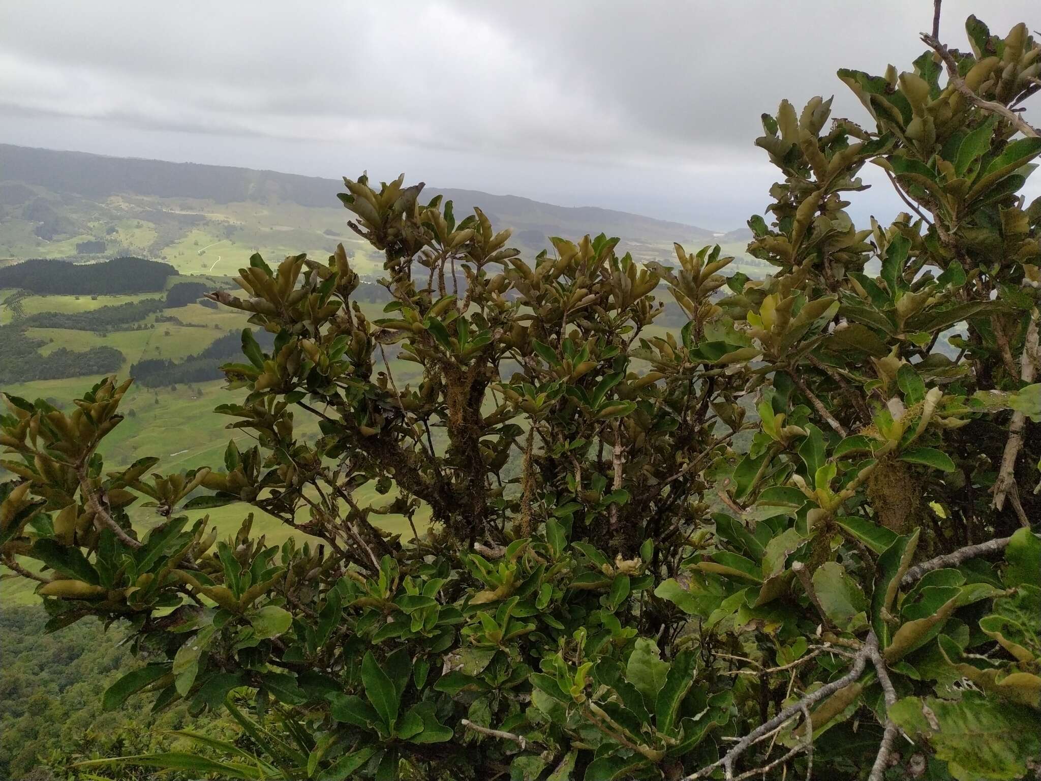 Слика од Olearia crebra E. K. Cameron & Heenan