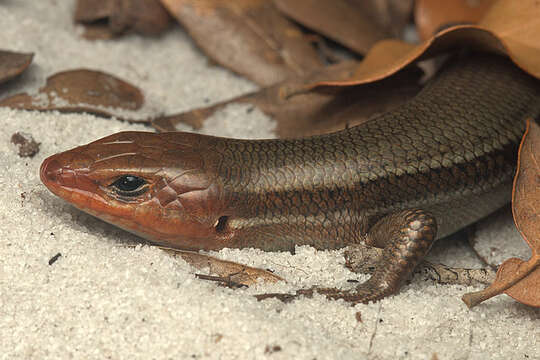 Image of Southeastern Five-lined Skink