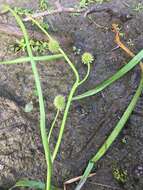 Image of Floating Bur-reed