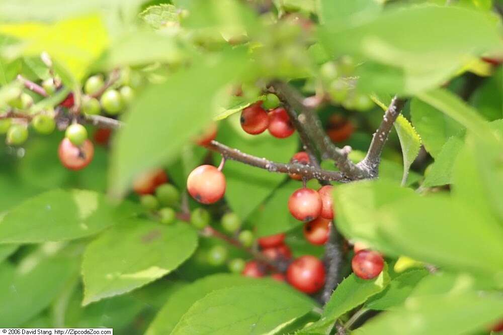 Image of Michigan holly