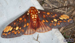 Image of Citheronia andina Lemaire 1971