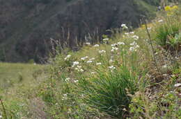 Image of Allium oreoprasum Schrenk