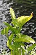 Image of Arum lily