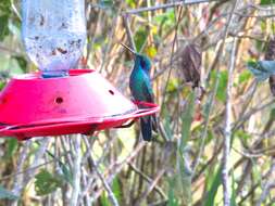 Image of Lesser Violetear