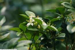 Image of orange jasmine