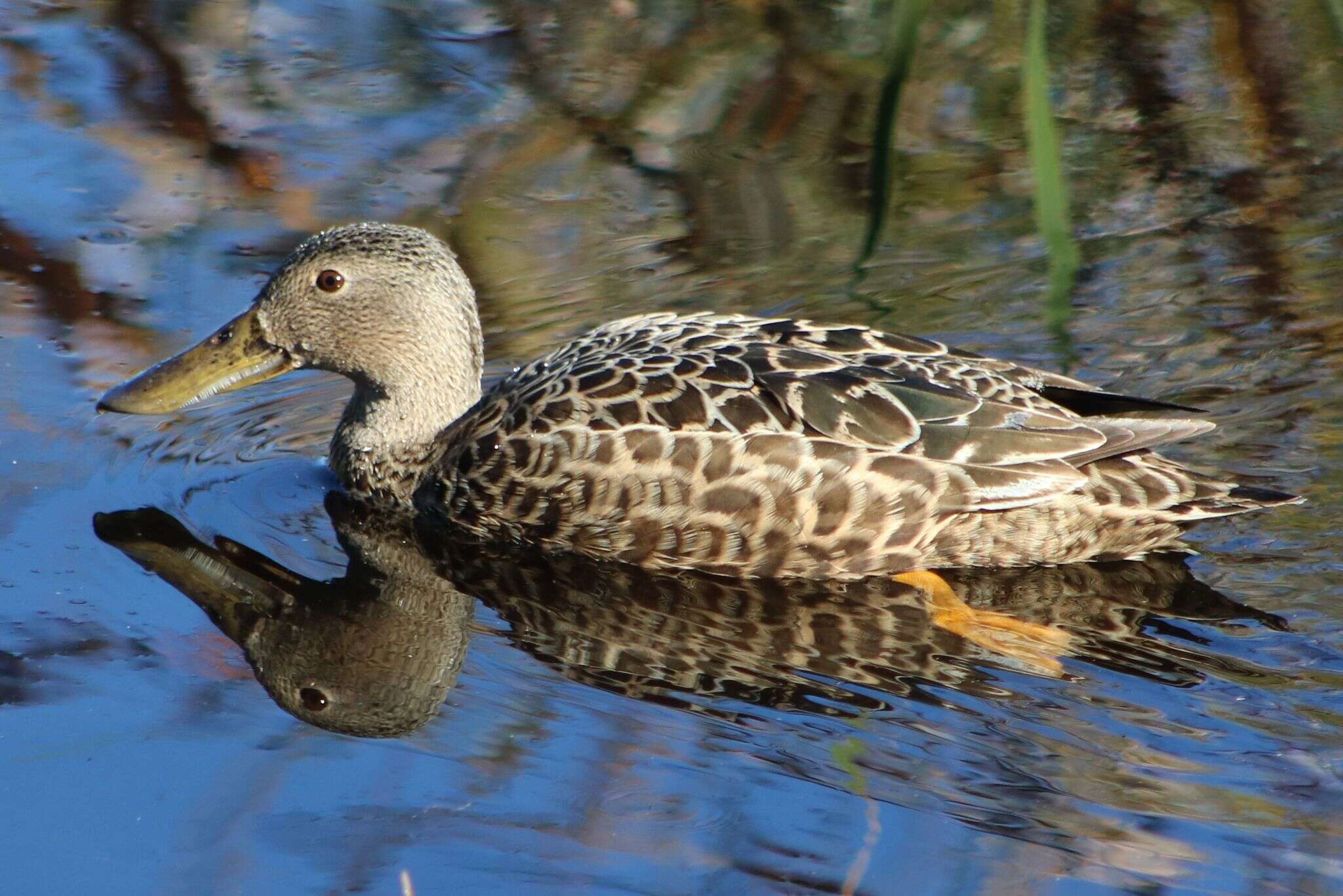 Image of Cape Shoveler