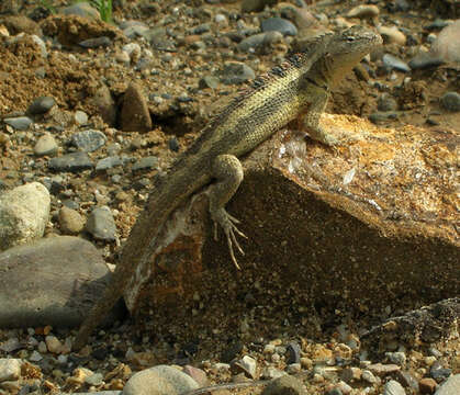 Image of Knobbed Pacific Iguana