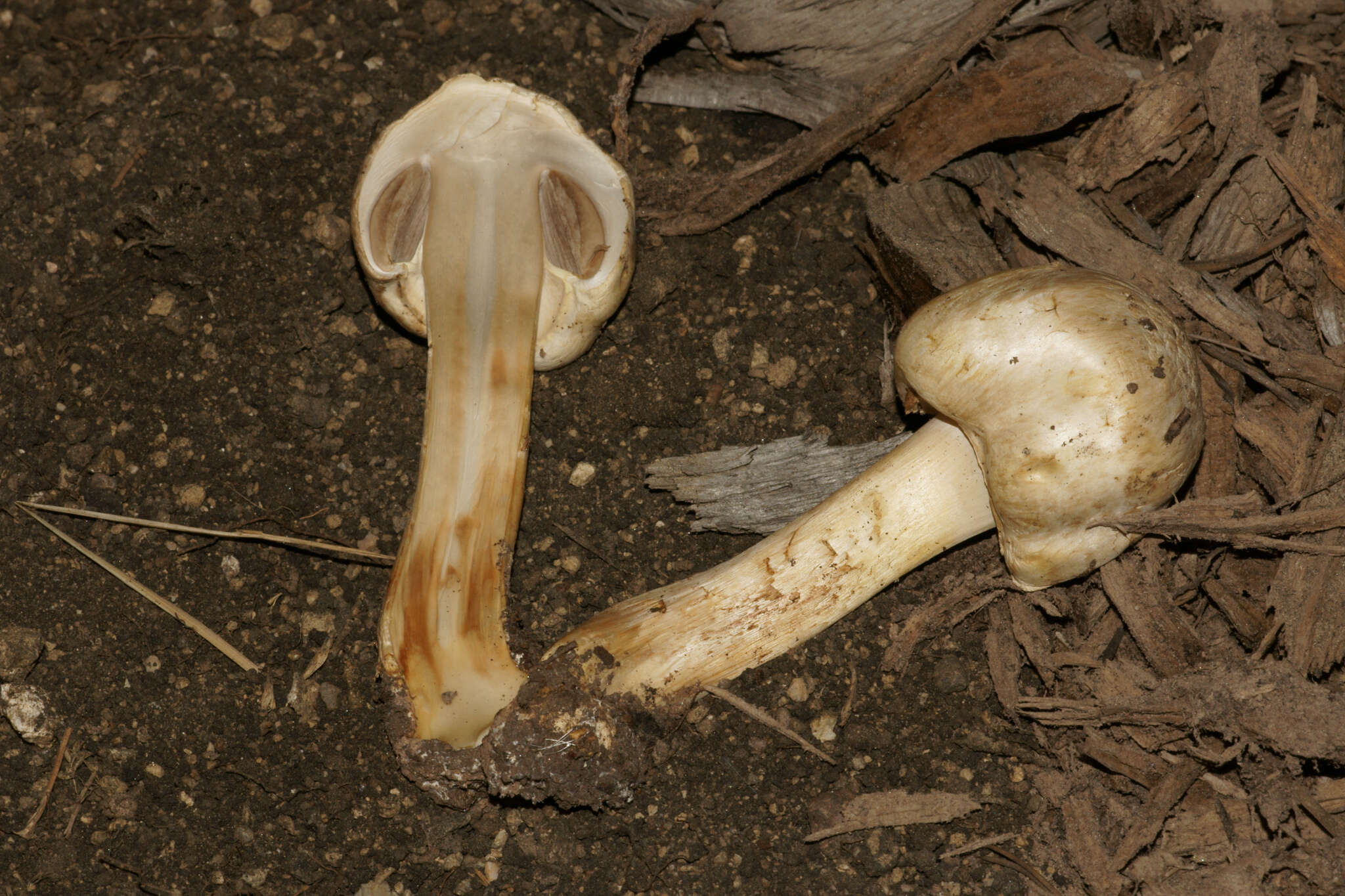 Image of Agaricus chionodermus Pilát 1951