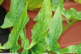 Image of spotted calla lily