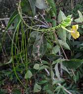 Mandevilla rugellosa (Rich.) L. Allorge-Boiteau resmi