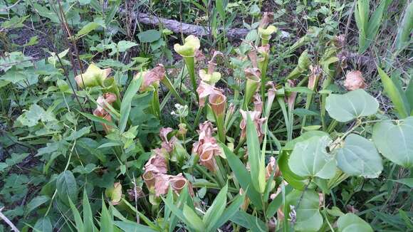 Image of Green Pitcherplant