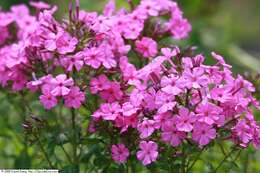 Image of fall phlox