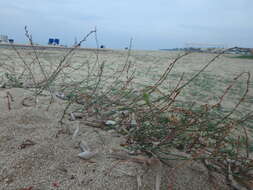 Image of Horsetail Knotweed