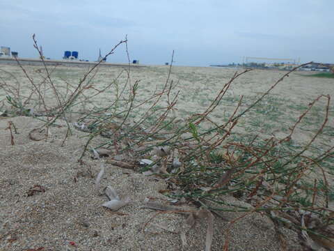 Image de Polygonum equisetiforme Sm.