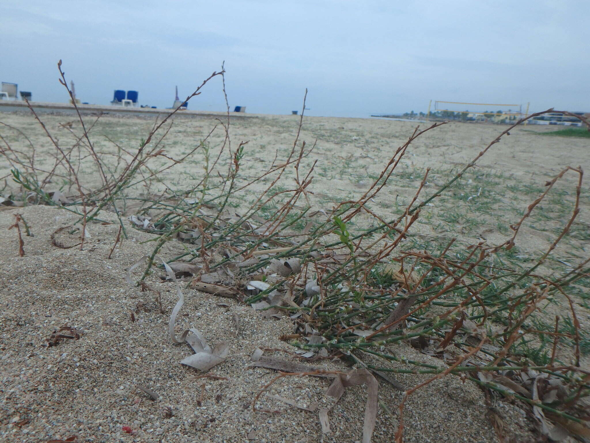 Image de Polygonum equisetiforme Sm.