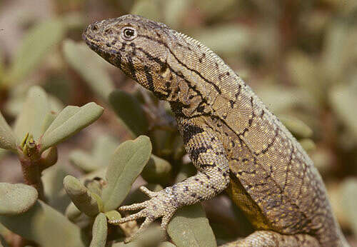 Image of Peru Pacific Iguana