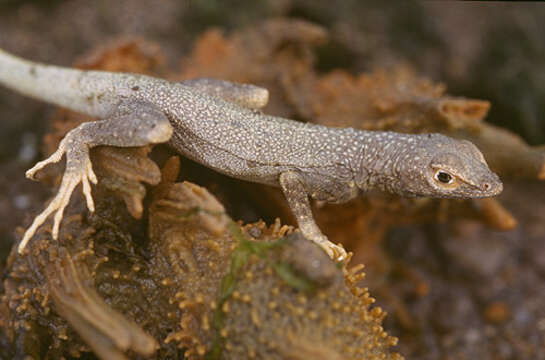 Image of Theresia's Pacific Iguana