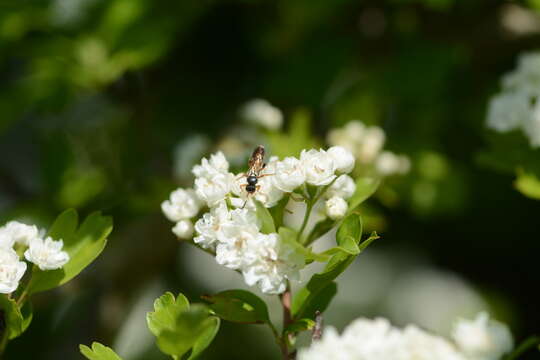 Image of Ichneumon sarcitorius Linnaeus 1758