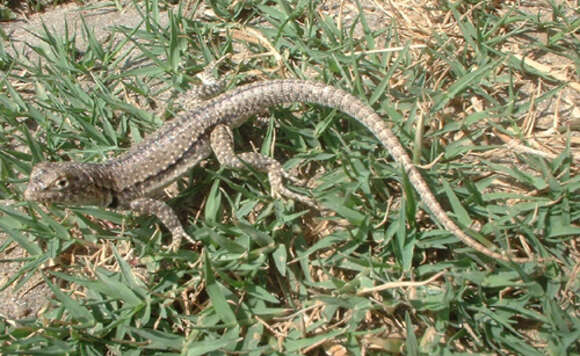 Image of Tschudi's Pacific Iguana