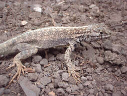 Image of Tiger Pacific Iguana