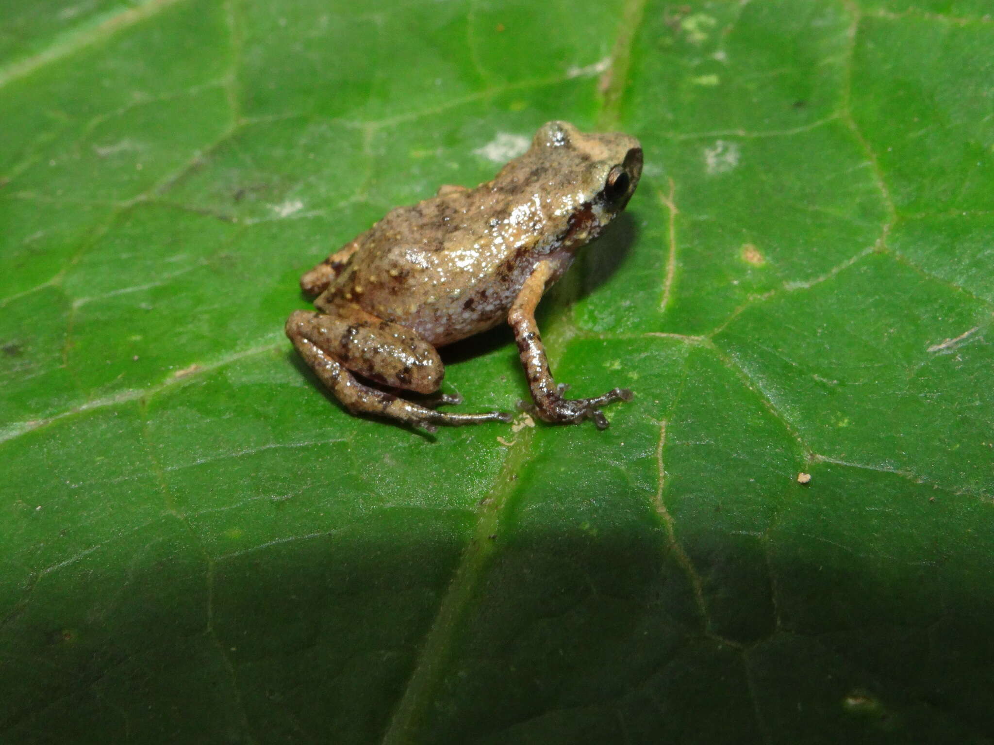 Imagem de Eleutherodactylus floresvillelai Grünwald, Reyes-Velasco, Franz-Chávez, Morales-Flores, Ahumada-Carrillo, Jones & Boissinot 2018