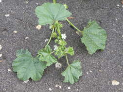 Image of low mallow