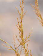 Image of Lepidosperma viscidum R. Br.