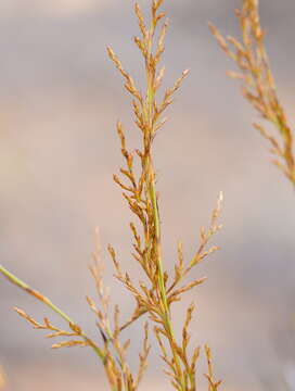 Image of Lepidosperma viscidum R. Br.