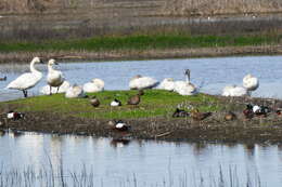 Image de Cygne siffleur