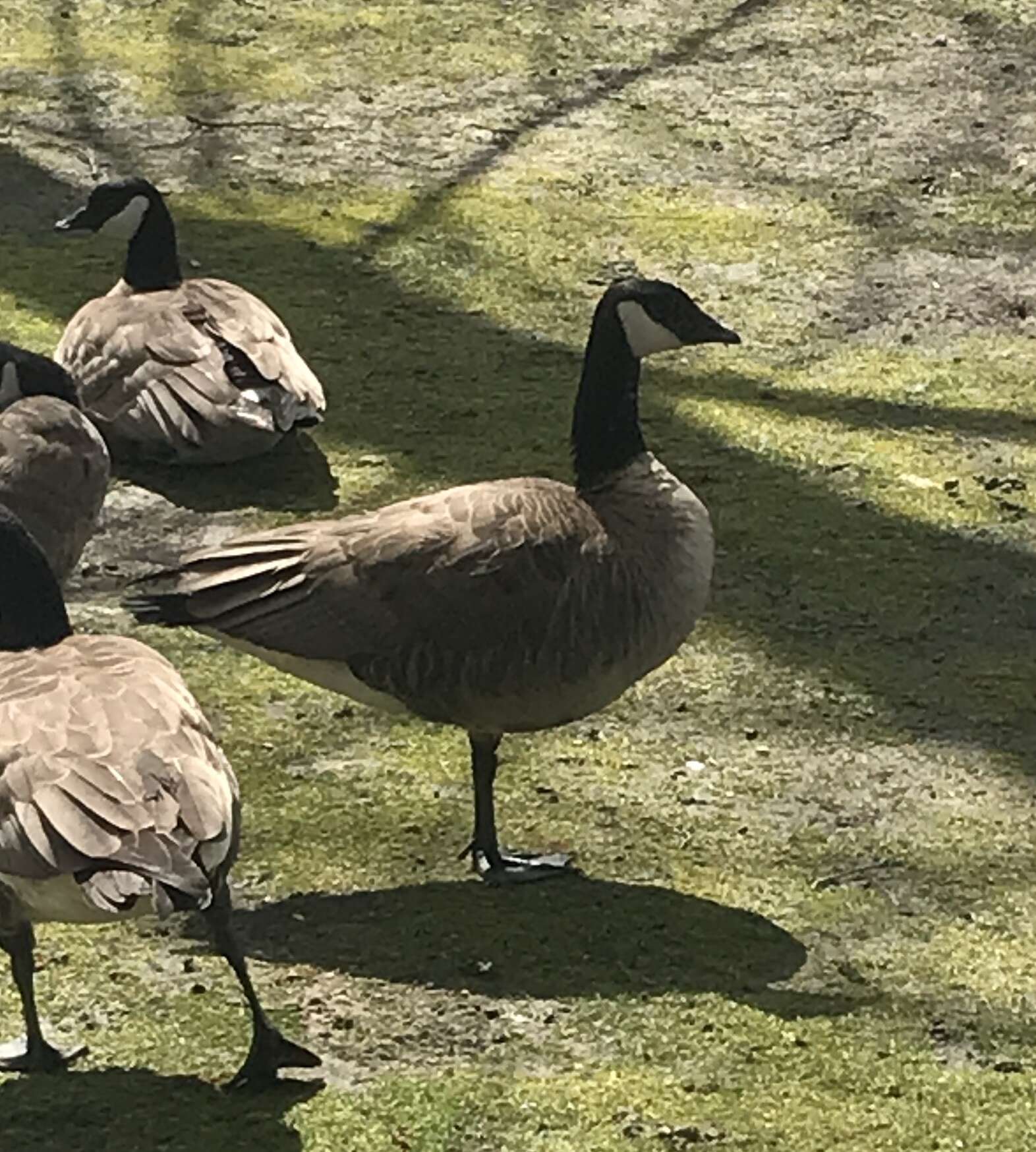 Image of Branta hutchinsii taverneri Delacour 1951