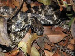 Image of Forsten's Cat Snake