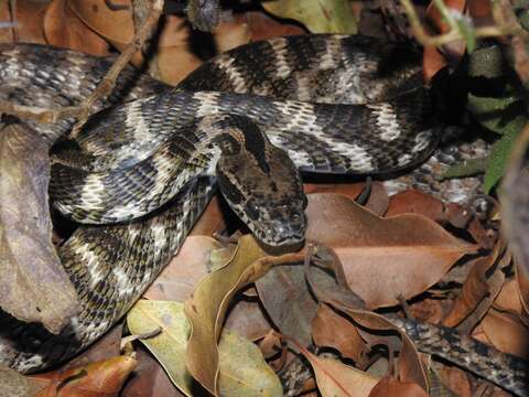 Image of Forsten's Cat Snake