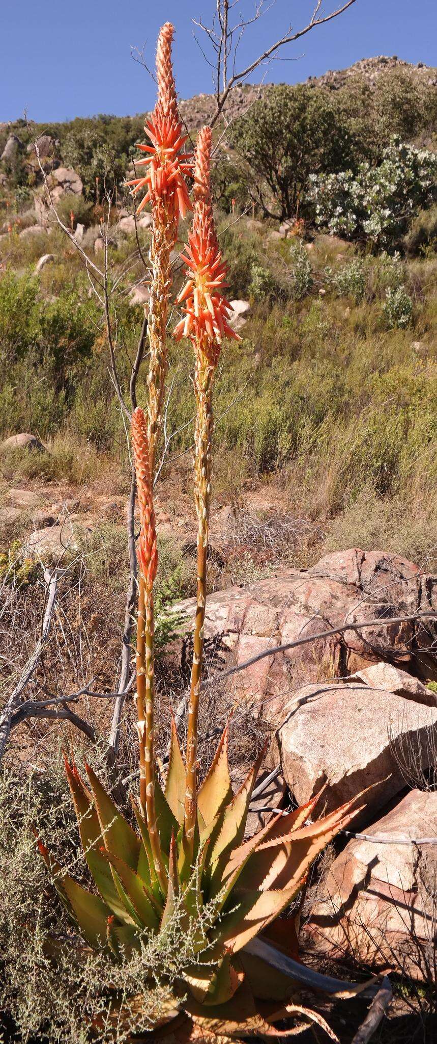 Plancia ëd Aloe glauca Mill.