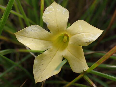 Image de Sebaea grandis (E. Mey.) Steud.